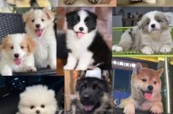 赤峰寵物實(shí)體店地址電話號碼