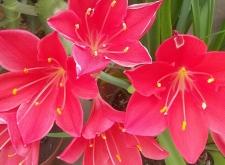 赤峰紅山區(qū)富龍社區(qū)電話號(hào)碼