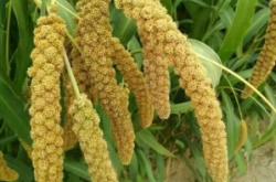 赤峰樂土紅谷小米店電話號(hào)碼