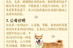 赤峰自家柴犬售賣電話地址查詢
