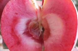 赤峰有賣竹片的地方嗎電話號碼