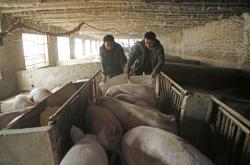 赤峰賣活小雞的地方電話號碼