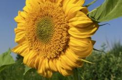 赤峰葵花盤子批發(fā)電話號(hào)碼