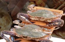 赤峰市螃蟹鮮活發(fā)貨電話號(hào)碼