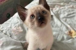 赤峰同城寵物貓出租電話號碼