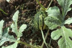 赤峰吊秧西瓜批發(fā)電話號(hào)碼