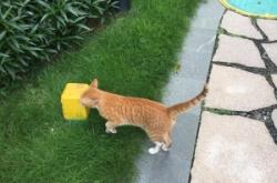 赤峰喂貓服務(wù)中心電話號碼