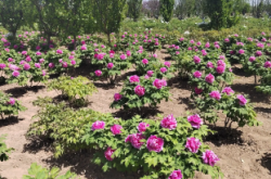 赤峰大型夏堇商家電話號碼