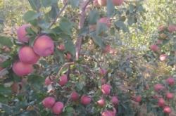 赤峰富龍液化氣代理電話號碼