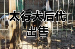 赤峰賣笨狗仔電話地址在哪里