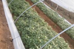 赤峰紅薯地瓜種植基地電話號(hào)碼