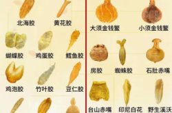 赤峰膠類大全電話