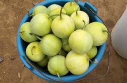 赤峰綠寶甜瓜種植基地電話號(hào)碼