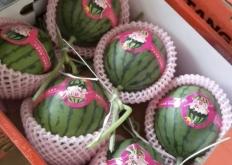 赤峰吊瓜代收電話號(hào)碼查詢