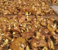 赤峰采小蘑菇電話多少號