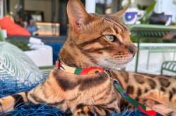 喵嶼咖啡赤峰店電話地址是多少