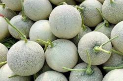 赤峰網(wǎng)紋瓜批發(fā)電話地址查詢