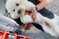 赤峰圣寵寵物醫(yī)院電話號碼