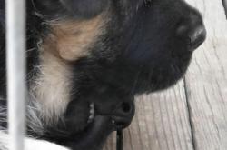 赤峰麒麟犬舍電話號(hào)碼多少