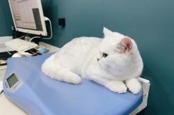 赤峰韓帝寵物醫(yī)院電話號碼