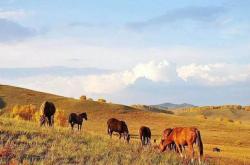 赤峰軍馬場住宿電話多少號