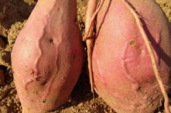 赤峰薯塔經(jīng)銷商電話號(hào)碼