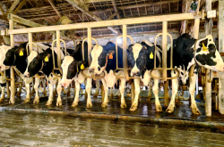 赤峰附近的奶牛場(chǎng)