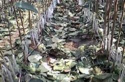 赤峰收購柳樹芽的地方電話號碼