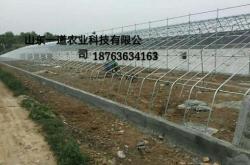 赤峰大棚蘿卜種植基地電話號碼