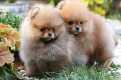 赤峰寧城犬舍電話號碼多少