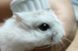 赤峰萌寵市場(chǎng)地址電話號(hào)碼