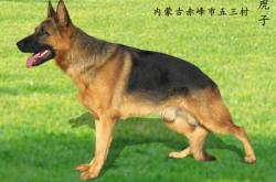 赤峰虎子凍貨電話號(hào)碼查詢