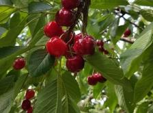 赤峰綠豐大櫻桃果園電話號(hào)碼