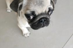 赤峰本地免費送狗狗電話號碼