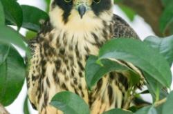 赤峰燕尾樓承板直銷電話號碼