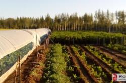 赤峰葡萄種植戶電話號(hào)碼查詢