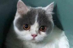 赤峰汪喵寵物港電話多少號