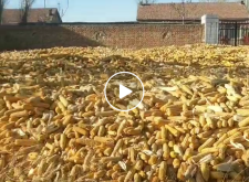 赤峰玉米碴子飯店電話地址查詢