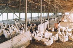 赤峰街賣鵝蛋的地方電話號碼