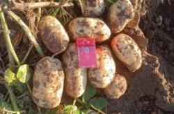 內(nèi)蒙古赤峰土豆銷售電話號(hào)碼