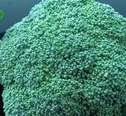 赤峰堿廠蔬菜批發(fā)電話號(hào)碼