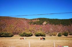 赤峰巴林右旗羊羔店電話號碼