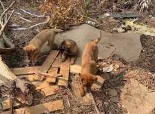 赤峰領(lǐng)養(yǎng)土狗電話多少啊