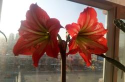 赤峰市伊合園飯店電話號碼