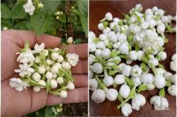 赤峰賣茉莉花市場電話號碼