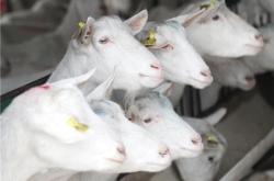 赤峰羊奶專(zhuān)營(yíng)店地址電話(huà)號(hào)碼