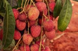 赤峰水果荔枝種植基地電話號碼