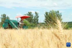 赤峰大麥購買電話號碼查詢系統(tǒng)