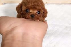 赤峰寵物犬舍電話多少號