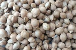 赤峰杏核最新價(jià)格